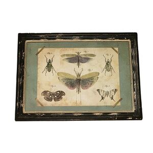 Insect Illustration Framed Art